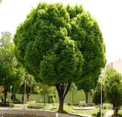 عملیات شستشوی درختان سطح شهر سنندج انجام شد